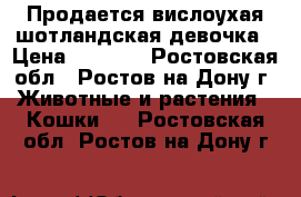 Продается вислоухая шотландская девочка › Цена ­ 5 000 - Ростовская обл., Ростов-на-Дону г. Животные и растения » Кошки   . Ростовская обл.,Ростов-на-Дону г.